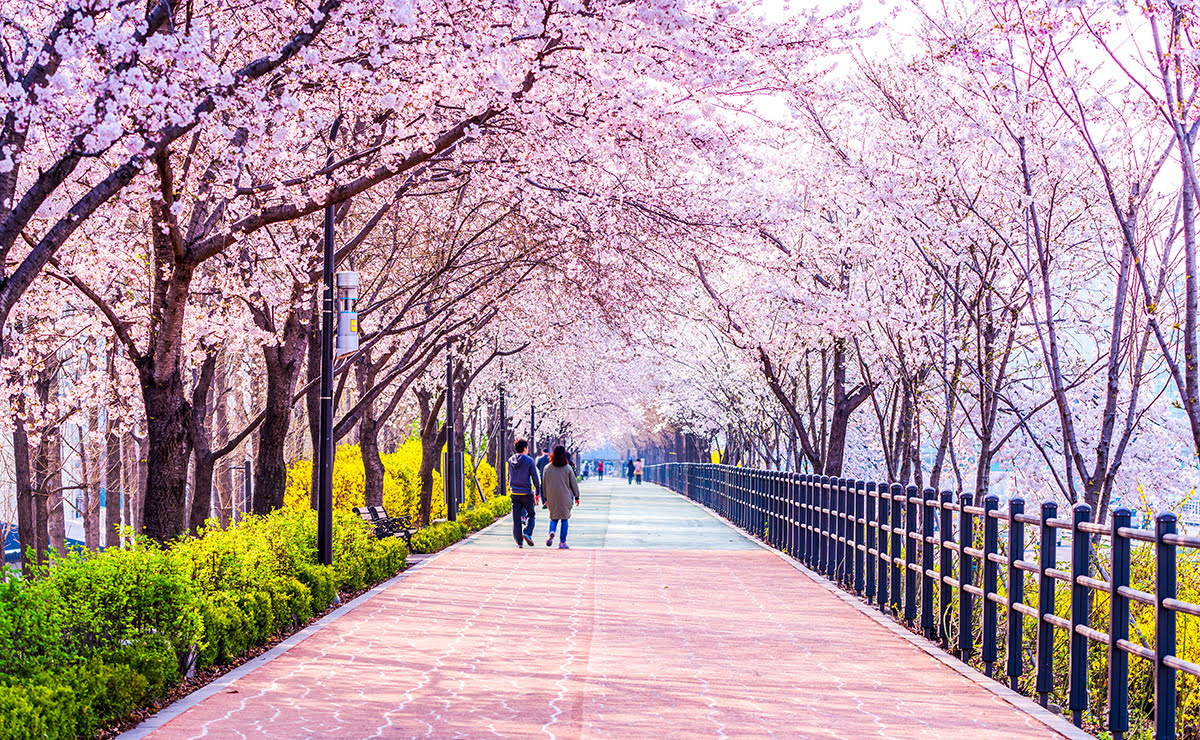 Korea tour guide